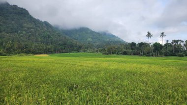 Sumatra 'nın iç kısımlarında çok verimli pirinç tarlaları var..