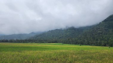 Sumatra 'nın iç kısımlarında çok verimli pirinç tarlaları var..