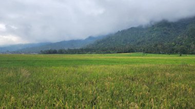 Sumatra 'nın iç kısımlarında çok verimli pirinç tarlaları var..