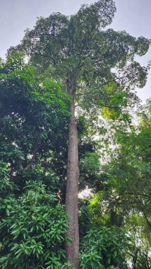 Yeşil yapraklı, su kabarcıkları.