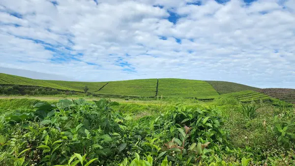 Çay bahçesi mavi gökyüzüne karşı öylesine yeşil ki. Arkaplanı dağlarla kaplı beyaz bulutlar.