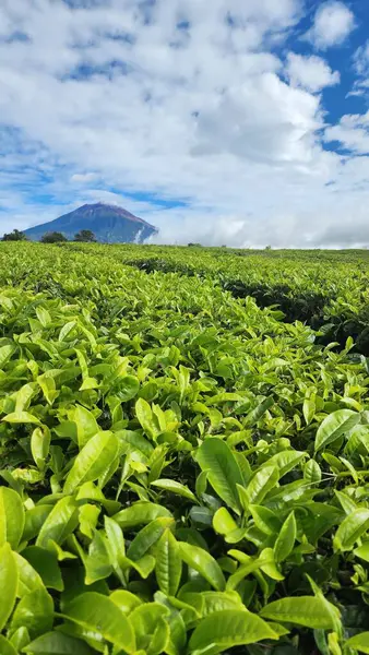 Arkaplanı dağlar olan yeşil bir çay bahçesi.