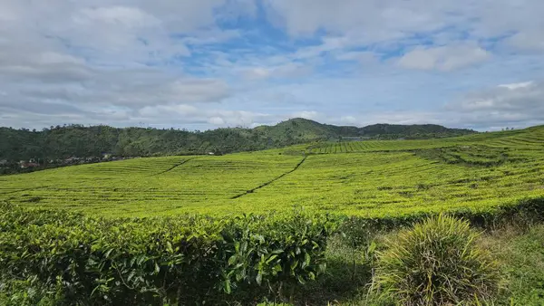 Arkaplanı dağlar olan yeşil bir çay bahçesi.