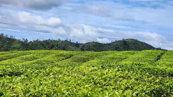 Arkaplanı dağlar olan yeşil bir çay bahçesi.