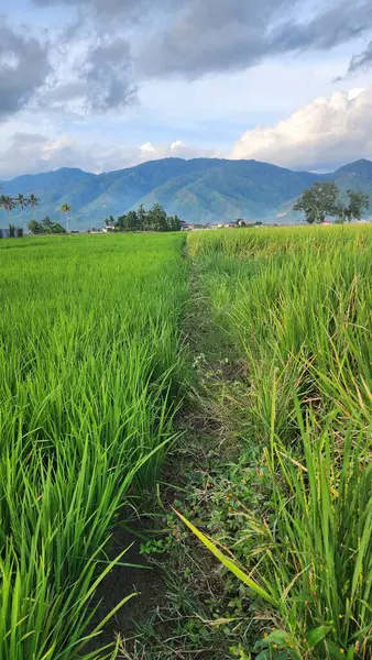 Sumatra 'nın iç kısımlarında çok verimli pirinç tarlaları var..