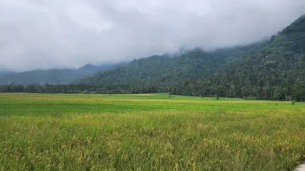 Sumatra 'nın iç kısımlarında çok verimli pirinç tarlaları var..