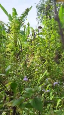 Mimosa pudica, baklagiller (Fabaceae) familyasından yıllık bir bitki türü.. 