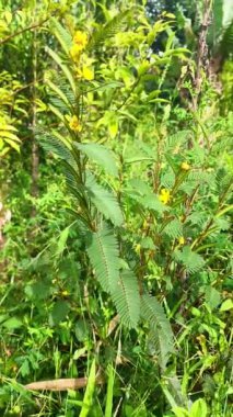 Crotalaria pallida, papatyagiller (Fabaceae) familyasından bir bitki türü..