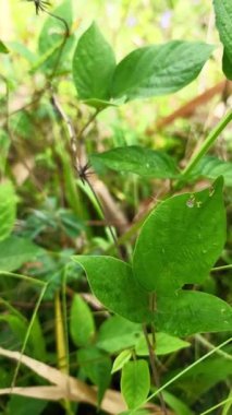 Mimosa pudica, baklagiller (Fabaceae) familyasından yıllık bir bitki türü.. 