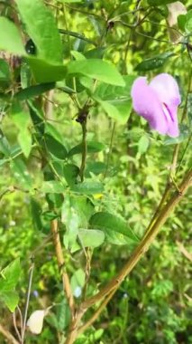 Mimosa pudica, baklagiller (Fabaceae) familyasından yıllık bir bitki türü.. 