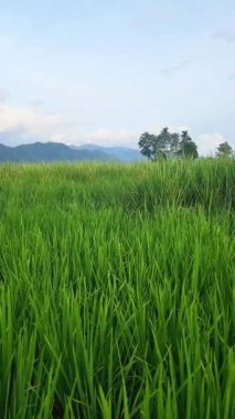 Sumatra 'nın iç kısımlarında çok verimli pirinç tarlaları var..