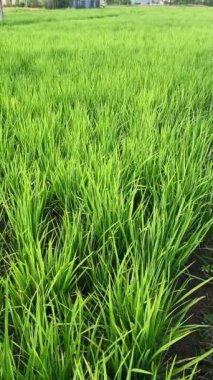 Sumatra 'nın iç kısımlarında çok verimli pirinç tarlaları var..