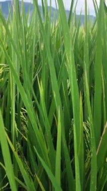 Sumatra 'nın iç kısımlarında çok verimli pirinç tarlaları var..