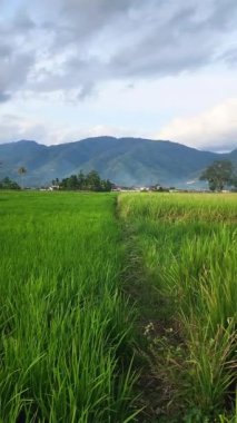Sumatra 'nın iç kısımlarında çok verimli pirinç tarlaları var..