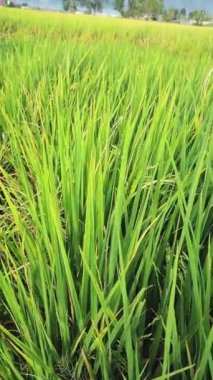 Sumatra 'nın iç kısımlarında çok verimli pirinç tarlaları var..