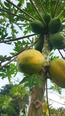 İki papaya hala sallanıyor, olgunlaşmışlar, rengi sararmaya başlıyor, tadı sindirime elverişli olacak.