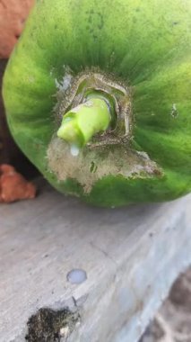 İki papaya hala sallanıyor, olgunlaşmışlar, rengi sararmaya başlıyor, tadı sindirime elverişli olacak.