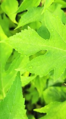Sarı çiçekler parlak bir sabahta yapraklarında çiğ taneleriyle. Atmosfer gerçekten güzel ve ferahlatıcı.