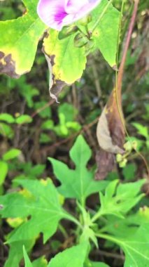 Sarı çiçekler parlak bir sabahta yapraklarında çiğ taneleriyle. Atmosfer gerçekten güzel ve ferahlatıcı.