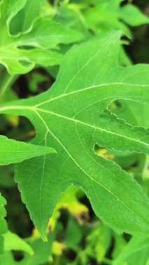 Sarı çiçekler parlak bir sabahta yapraklarında çiğ taneleriyle. Atmosfer gerçekten güzel ve ferahlatıcı.