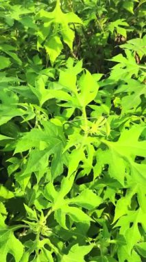 Sarı çiçekler parlak bir sabahta yapraklarında çiğ taneleriyle. Atmosfer gerçekten güzel ve ferahlatıcı.