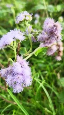 Mimosa pudica, baklagiller (Fabaceae) familyasından yıllık bir bitki türü..