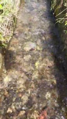 Pirinç tarlalarını sulamak için beton duvarları olan bir hendekte berrak ve soğuk su akar.