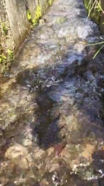 Pirinç tarlalarını sulamak için beton duvarları olan bir hendekte berrak ve soğuk su akar.