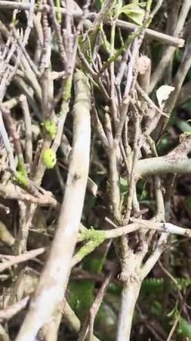 Dağlık bir alanda çok büyük bir çay bahçesi mavi gökyüzü ve parlak güneş ışığıyla parlayan beyaz bulutlar ve ferahlatıcı ve iyileştirici bir temaya uygun doğal bir atmosfer.