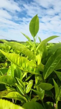 Taze yeşil yaprakları, mavi gökyüzü ve dağlarda serin havası olan çok büyük çay tarlaları.