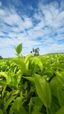 Taze yeşil yaprakları, mavi gökyüzü ve dağlarda serin havası olan çok büyük çay tarlaları.