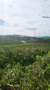 Taze yeşil yaprakları, mavi gökyüzü ve dağlarda serin havası olan çok büyük çay tarlaları.