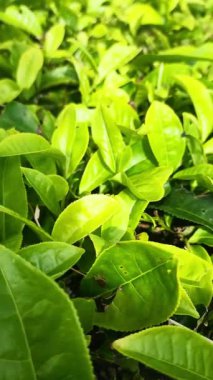 Taze yeşil yaprakları, mavi gökyüzü ve dağlarda serin havası olan çok büyük çay tarlaları.