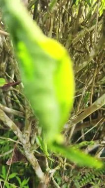 Bir çay ağacının kökleri yosun ile kaplıdır ve daha verimli olması için budanırlar.