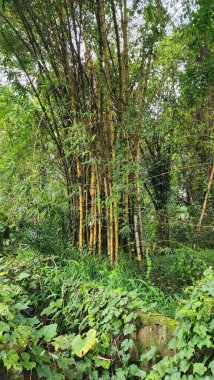 yellow bamboo among the trees in the field which contrasts with the other trees. Yellow bamboo can be used as industrial raw material, such as making pulp and paper, wood pallets and plywood cores. clipart