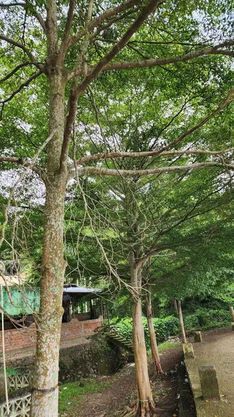 Ketapang Kencana güzel bir park olan gölün kenarında. Bu ağaç (Terminalia mantaly) ağaç şeklinde bir gölge bitkisidir. Yatay ve katmanlı tepe örtüsü, aynı klandan akrabası gibi..