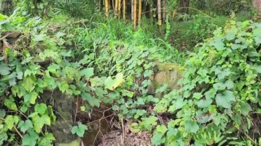 Arazideki ağaçların arasındaki sarı bambu diğer ağaçlarla çelişiyor. Sarı bambu, hamur ve kağıt, ahşap paletler ve kontrplak çekirdekleri gibi endüstriyel hammadde olarak kullanılabilir..