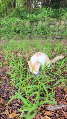 Şirin sarı ve beyaz bir kedi balıkçılar tarafından yakalanan taze balıkları çiğnemeye çalışıyor.