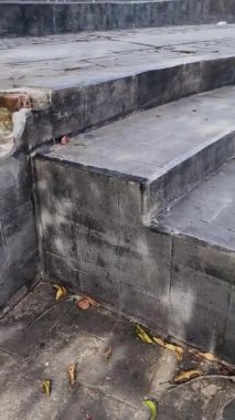 Güçlü kökleri olan büyük bir ağaç. Altındaki zemin taştan yapılmıştı.