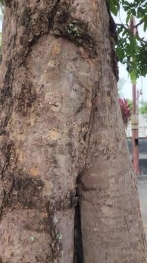 Güçlü kökleri olan büyük bir ağaç. Altındaki zemin taştan yapılmıştı.