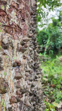 The thorns of the kapok tree trunk are sharp and cone-shaped. This thorn is usually used as a mixture of herbal medicine for health clipart