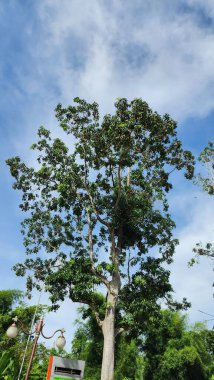 Bahçenin ortasında, mavi gökyüzüne karşı taze yeşil yaprakları olan, parlak bir atmosferde güneşin aydınlattığı uzun bir ağaç.