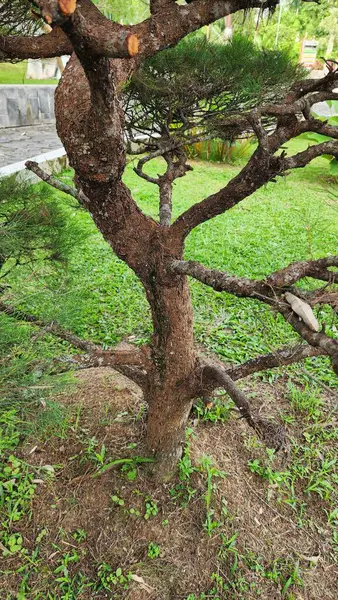 Bahçedeki küçük bir selvi ağacının gövdesi.
