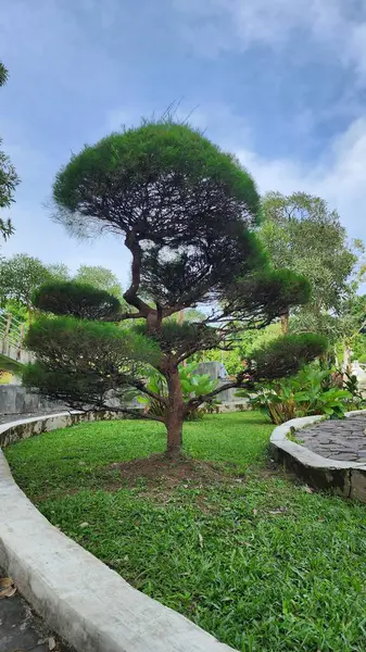 A stone pine tree with branches cut into a round shape in a garden with a background of a cloudy blue sky. cool view.