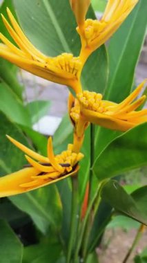 Heliconia psittacorum, Karayipler ve Güney Amerika 'ya özgü kalıcı bir bitkidir. Fransız Guyanası, Guyana, Surinam, Venezuela, Kolombiya, Bolivya, Brezilya, Paraguay, Panama 'ya özgüdür. 