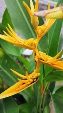 Heliconia psittacorum, Karayipler ve Güney Amerika 'ya özgü kalıcı bir bitkidir. Fransız Guyanası, Guyana, Surinam, Venezuela, Kolombiya, Bolivya, Brezilya, Paraguay, Panama 'ya özgüdür. 