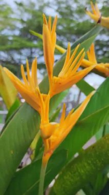 Heliconia psittacorum, Karayipler ve Güney Amerika 'ya özgü kalıcı bir bitkidir. Fransız Guyanası, Guyana, Surinam, Venezuela, Kolombiya, Bolivya, Brezilya, Paraguay, Panama 'ya özgüdür. 