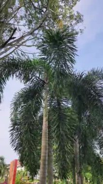 Rüzgarda sallanan büyük bir palmiye ağacı büyük bir kayanın arkasından görülüyor.
