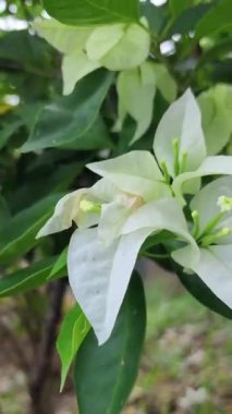 Yeşil yapraklı beyaz yasemin çiçekleri ve güzel kokulu mavi gökyüzü bahçeye hoş bir atmosfer ekler..