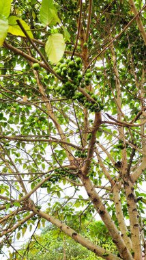 Ficus racemosa, İncir (